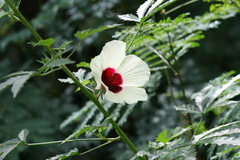 Hibiscus radiatus